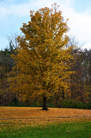 Autumn yellow tree with carpet of leavesの写真素材