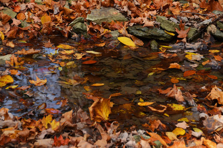Autumn leaves background with reflectionの写真素材