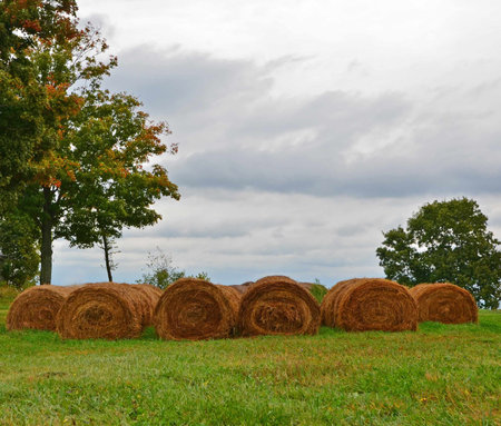 Hay rolls on a Kentucky farmの写真素材
