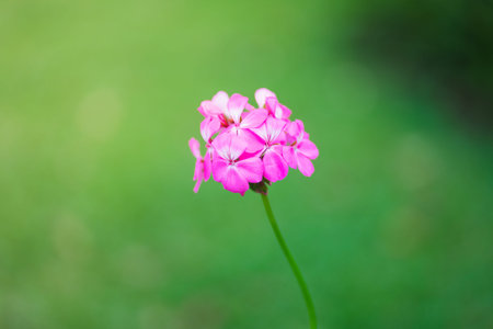 Perennial primrose or primula in the winter tropical forest, pink primrose in the spring forest. nature background.の写真素材