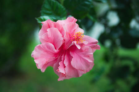 Flower of hibiscus (Hibiscus rosa sinensis) on green background. native to tropical regions. Thailand pink Hibiscus in park on university.の写真素材