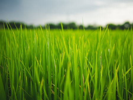 Tropical rice plant in rainy season, (Paddy Field) Beautiful rice plant in local, Green rice plant background, Close-up of rice plant.の写真素材