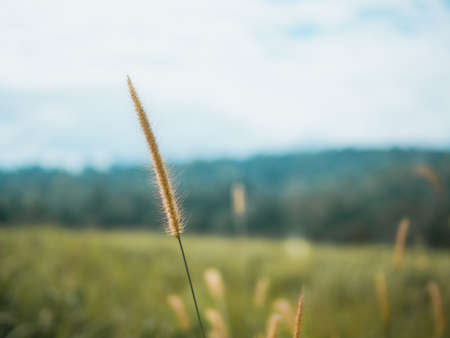 Cogon grass or Lalang grass (Imperata cylindrica) in the Khao Yai National Park forest during winter gives a feeling of comfort and relaxation. Grass flower with mountains and forest background.の写真素材