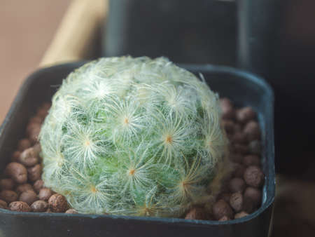 Feather Cactus (Mammillaria plumosa F.A.C.Weber), Beautiful cactus background image, Trees receive sunlight in the morning.の写真素材