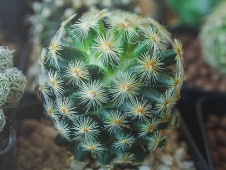 Cactus (Mammillaria schiedeana Ehrenb)in a plant pot, on a cactus background.Close-up photo of yellow feathered mammoth cactus Multi-year-old herbaceous plant, cactus, succulent, spherical, dark greenの写真素材
