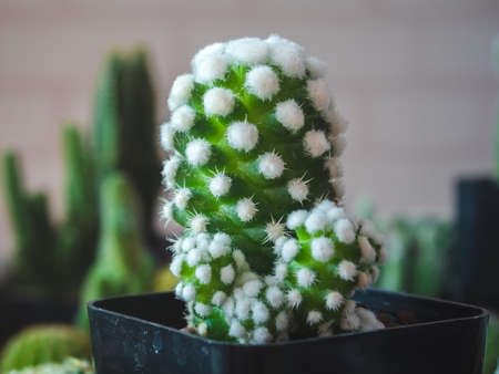 Cactus Plants with Tiny White Flowers (Mammillaria gracilis oruga Cactus), Cactus succulent plant close-up, Background for a coffee shop.の写真素材