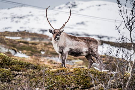 Wild Arctic reindeerの写真素材