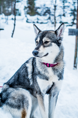 Siberian huskyの写真素材