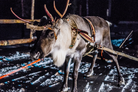 Reindeer sledge at night in Ivalo Finlandの写真素材
