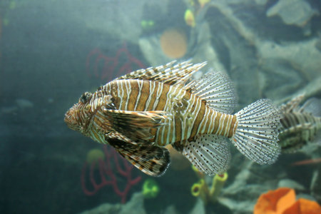 Lionfish (tropical oceanic fish)