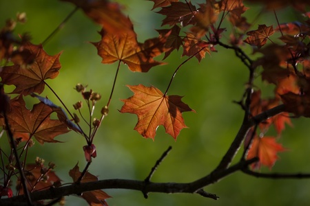 maple backgroundの写真素材
