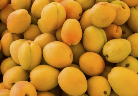 Organic apricots.の写真素材