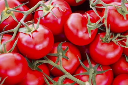 Cluster of beautiful tomatoes.の写真素材