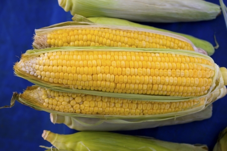 Ripe corn in cob.の写真素材