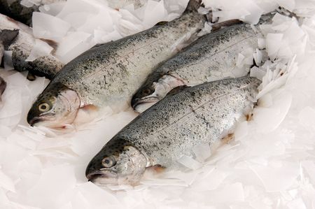 fishing and fish の写真素材