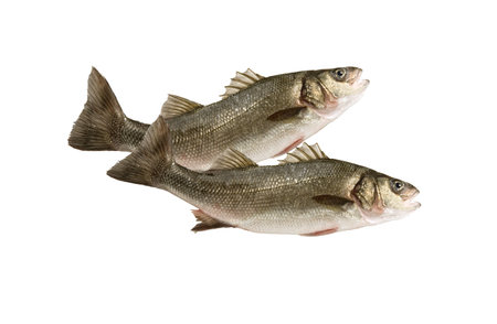 fishing and fish の写真素材