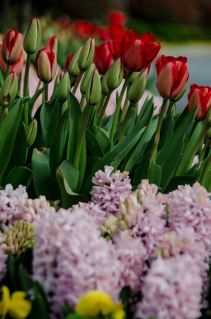 bellis tulips