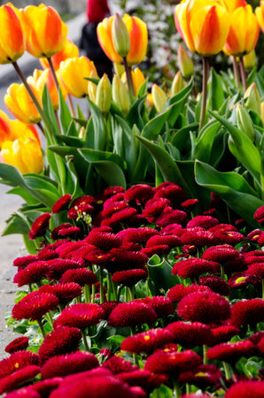 bellis and tulipsの写真素材