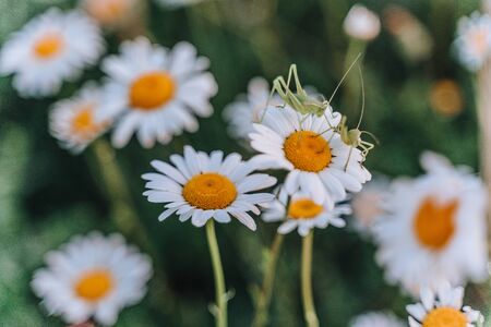 Green Grasshopper on the flower Daisies, Bellis perennis close up.の写真素材