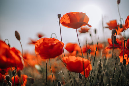 Poppy flowers meadow and nice sunset scene.