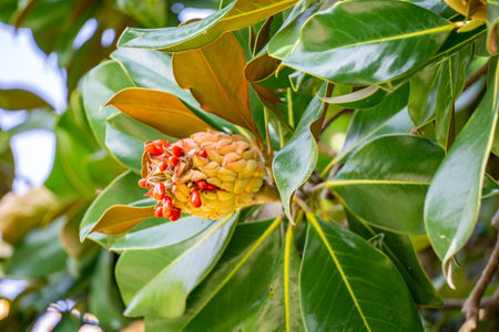 Leaves, ripe fruits and red seeds of Magnolia grandiflora close-up