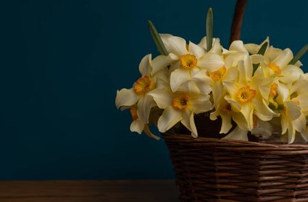 A bouquet of daffodils close-up in a wicker basket. White daffodils with a yellow middle, useful for postcards, backgrounds, greetings, there is a place for inscriptionの写真素材