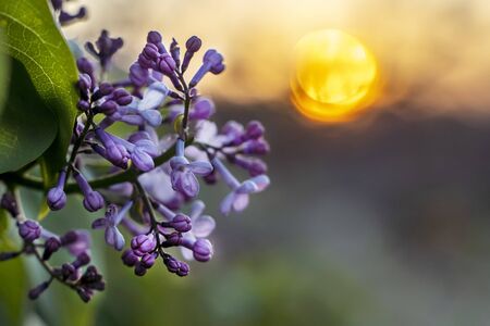 A sprig of delicate purple lilac flowers in the rays of the setting sun.の写真素材