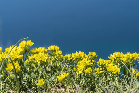 Bush of yellow flowers on the background of the blue sea. Mountain seashore floral shrub landscape. Sea panorama. Place for the labelの写真素材