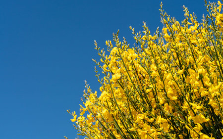 Yellow flowers Genista plant against the blue sky. A large bush with yellow flowers.