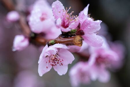raindrops on peach blossom petals, close-up, blurred background, pinkの写真素材