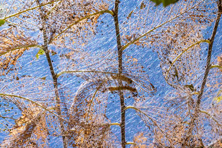 Caterpillars made cocoons on tree. Caterpillars ate all leaves in tree and twined branches of web in cocoon. Caterpillar of butterfly in cocoon on branches of perishing tree. Agricultural Pestsの写真素材