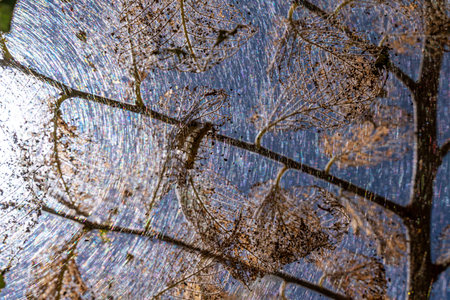 Caterpillars made cocoons on tree. Caterpillars ate all leaves in tree and twined branches of web in...