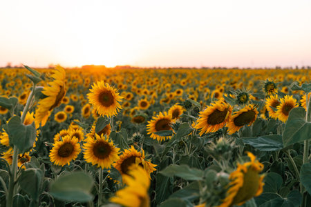 field of blooming sunflowers on a background sunset