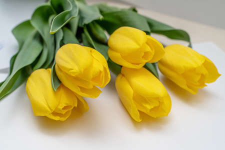 Bouquet of yellow tulips isolated on white backgroundの写真素材