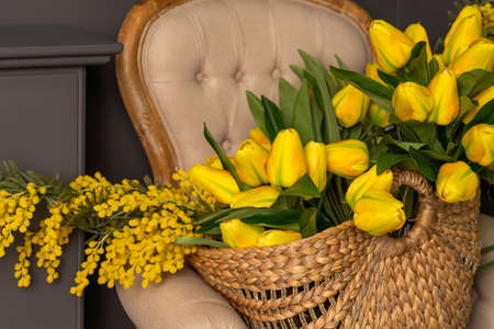 A large bouquet of yellow tulips and a yellow mimosa in a wicker basket. The basket sits on a beige chair against a gray wall.の写真素材