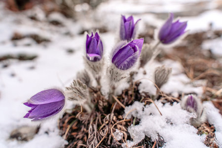 Dream grass is the most beautiful spring flower. Pulsatilla blooms in early spring in forests and...