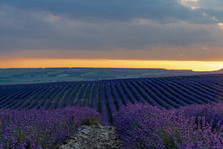 Sun is setting over a beautiful purple lavender filed.