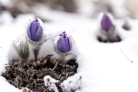 Dream grass is the most beautiful spring flower. Pulsatilla blooms in early spring in forests and...
