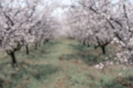 Large garden of white almond flowers, agriculture. Location for photo shoots.