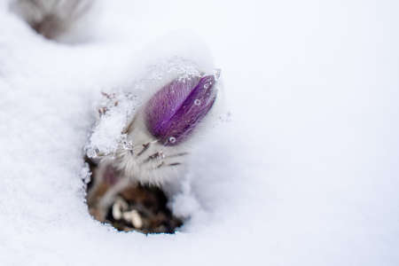 Dream grass is the most beautiful spring flower. Pulsatilla blooms in early spring in forests and mountains. Purple pulsatilla flowers close up in the snowの写真素材