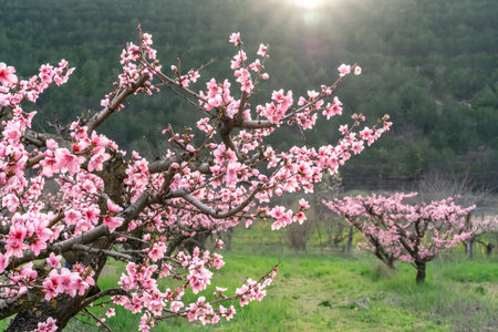 Pink flowers, Blooming peach tree in spring. Green grass and mountain with setting sun as background.の写真素材
