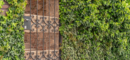 Castle gate arch with ivy. The arch of the castle gate is covered with green ivy. The entrance to...