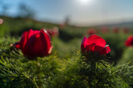 Wild peony is thin leaved Paeonia tenuifolia, in its natural environment against the sunset. Bright decorative flower, popular in garden landscape design selective focusの写真素材