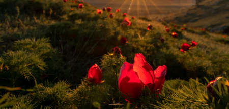 Banner. Wild peony is thin leaved Paeonia tenuifolia, in its natural environment against the sunset. Bright decorative flower, popular in garden landscape design selective focusの写真素材
