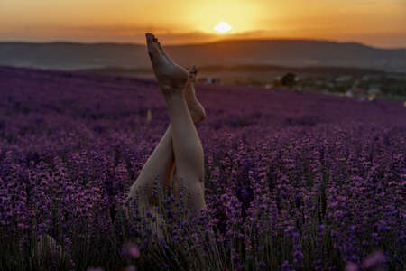 Selective focus. The girls legs stick out of the bushes, warm sunset light. Bushes of lavender purple in blossom, aromatic flowers at lavender fields.の写真素材