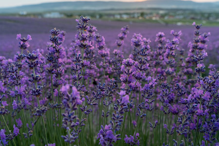Lavender flower field, Blooming purple fragrant lavender flowers. Growing lavender swaying in the...