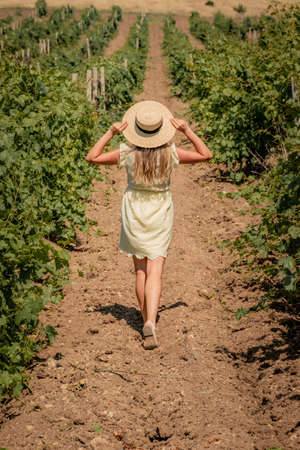 a young beautiful girl in a white dress and hat is walking through a vineyardの写真素材