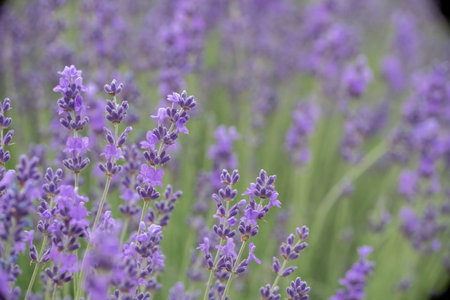 Lavender flower field, Blooming purple fragrant lavender flowers. Growing lavender swaying in the wind, harvesting, perfume ingredient, aromatherapyの写真素材