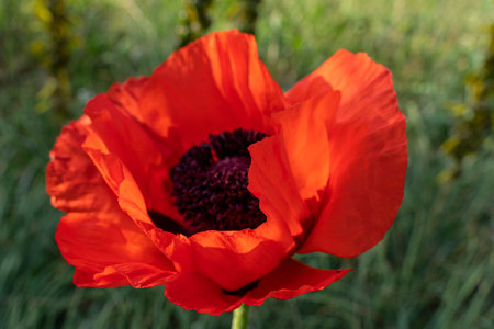 Close-up of a red poppy flower, stamens. A large, fluffed flower.の写真素材