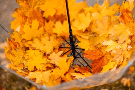Transparent umbrella with fallen maple leaves in the autumn park.の写真素材
